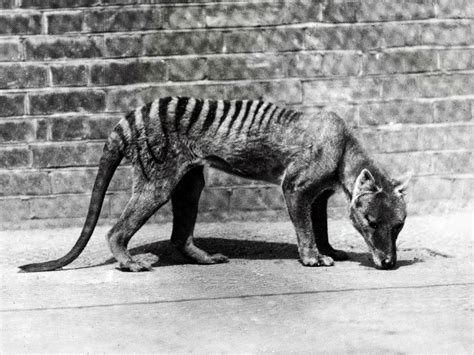 The Tasmanian tiger becomes extinct | Art and design | The Guardian