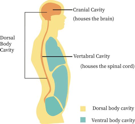 41 ventral body cavity diagram - Wiring Diagram Source