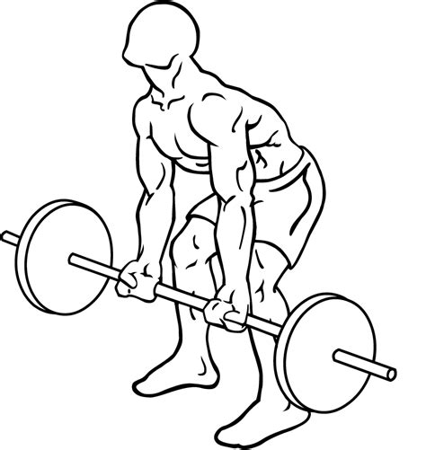 Bent Over Rowing Reverse