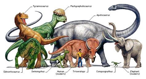 Dinosaur vs. Human vs. Elephant - KidsPressMagazine.com