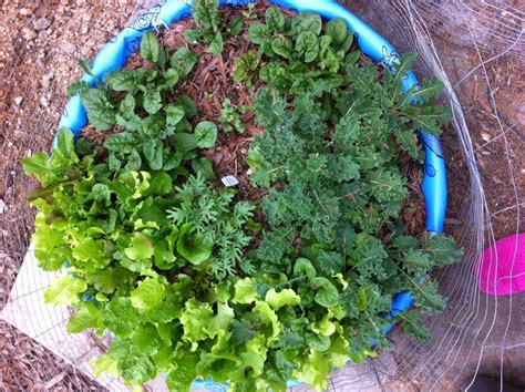 Grow salad fresh from your own container garden - Easily Grown Garden