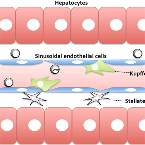 Schematic structure of the liver. Hepatic sinusoids are composed of... | Download Scientific Diagram