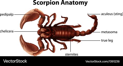 Scorpion anatomy Royalty Free Vector Image - VectorStock