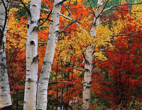 Autumn glory | Photo tree, Tree photography, White birch trees