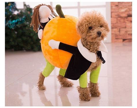 Pumpkin Carrying Dog Costume | Pet costumes, Puppy costume, Dog costumes