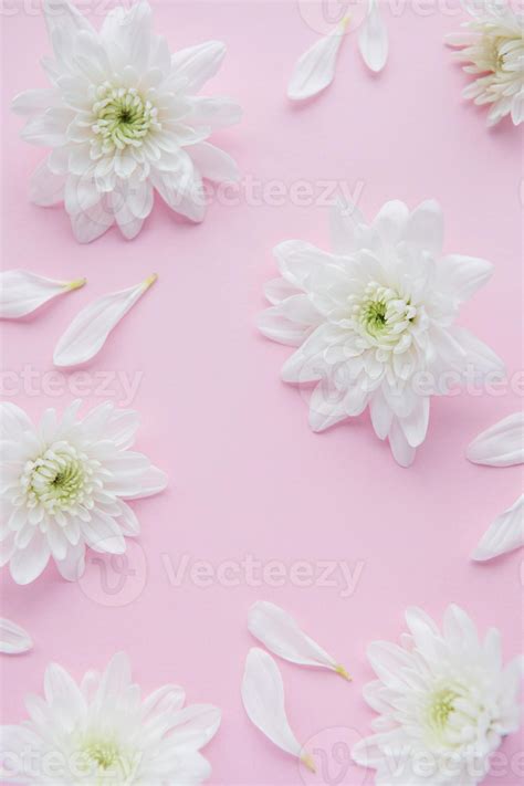 White chrysanthemums on a pink background 4799192 Stock Photo at Vecteezy