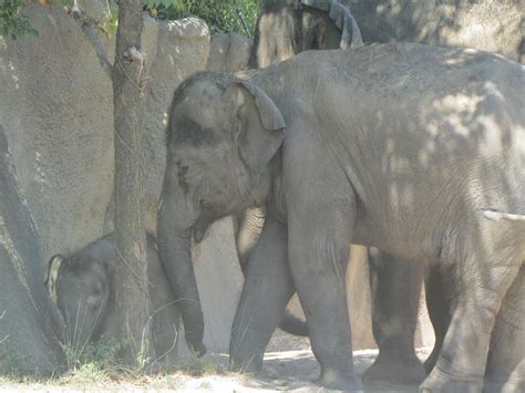 Heck Of A Bunch: St. Louis Zoo Animals