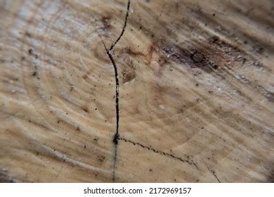 6,800 Aspen wood texture Images, Stock Photos & Vectors | Shutterstock