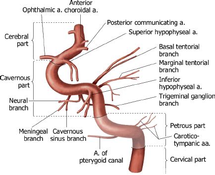 5 Vascular Abnormalities | Radiology Key