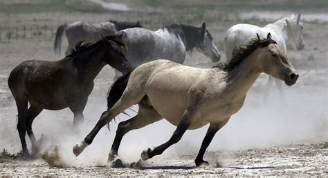 Facing rampant overpopulation, BLM seeks more private pastures for wild horses – St George News