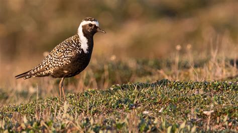 American Golden-Plover | Audubon Field Guide