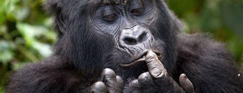 Do gorillas eat meat? Gorilla diet and feeding habits