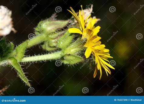 Helminthotheca Echioides, Bristly Oxtongue Stock Photo - Image of ...