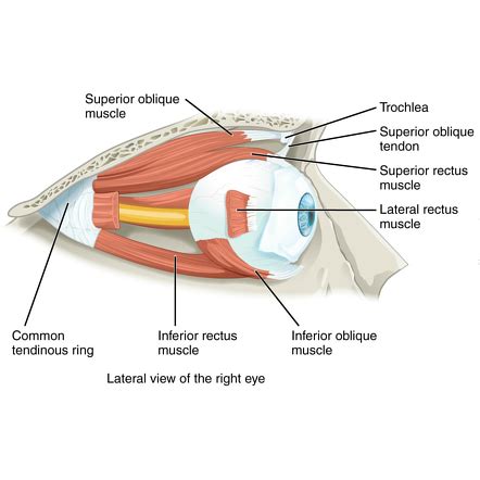 Image | Radiopaedia.org