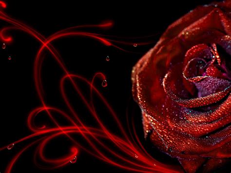 🔥 [49+] D Rose Wallpapers HD | WallpaperSafari