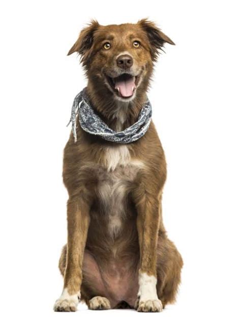 Aussiedor: Is the Australian Shepherd Lab Mix Right for You? - K9 Web