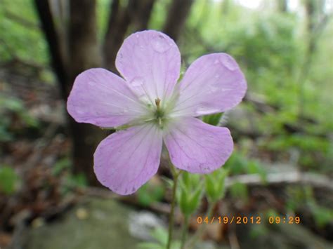 APPALACHIAN TRAIL WILD FLOWERS AND SELECTED PLANTS - OUTDOORS INSPIRED