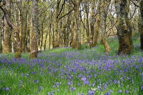 Threatened Plants in Ireland | National Botanic Gardens of Ireland