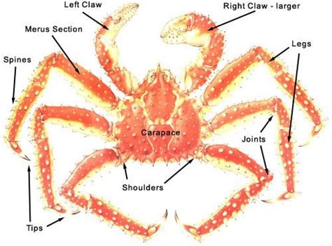 King Crab - Alaskan Cold-Water Giants | King crab legs, Alaskan king crab, Crab