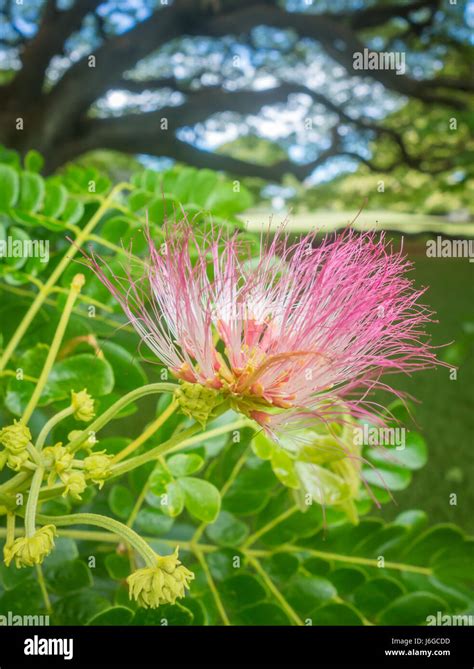 Monkey pod tree monkey pod hi-res stock photography and images - Alamy