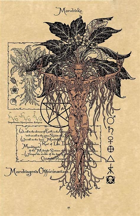 MANDRAKE – Magical Botanicals Print on Parchment by Maxine Miller -Signed – Celtic Jackalope