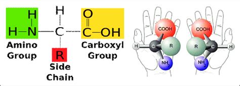 Chirality at the C Carbon Atom of Amino Acids Source:... | Download ...