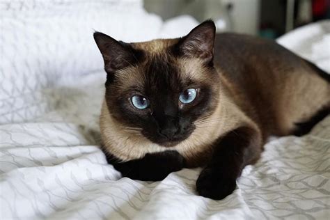 7 Fascinating Facts About Siamese Cats