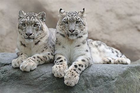 Where Do Snow Leopards Live? - WorldAtlas.com