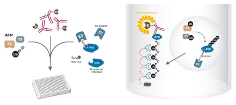 PROTAC protein degradation- PROTACs & Molecular Glues - LifeSensors