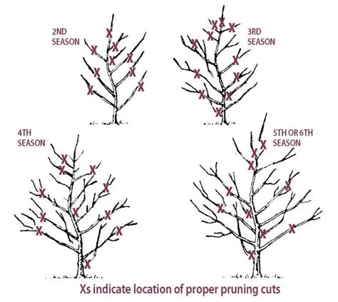 Pruning Pear Trees - Stark Bro's