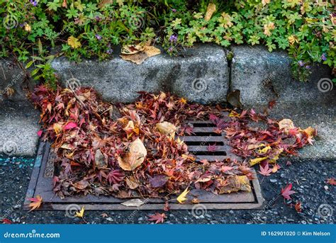 Flooding Threat, Fall Leaves Clogging a Storm Drain on a Wet Day, Street and Curb Stock Photo ...