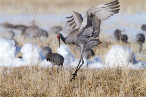 Sandhill Crane Migration in Colorado 2024 - Rove.me