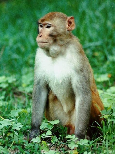 The Silver Springs monkeys - International Primate Protection League