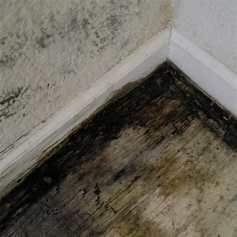 Black Mold Pictures Image Gallery | Mold Badger to the Rescue