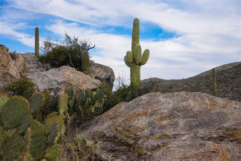 Video: Guide to Saguaro National Park - Roadtrippers