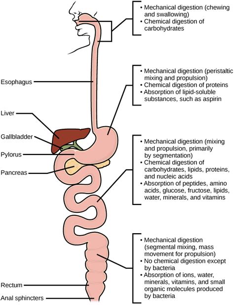 25.3 Digestive System Processes | TEKS Guide