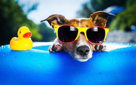 Cool Dog With Sunglasses | Dogs, cats and other critters with glasses ...