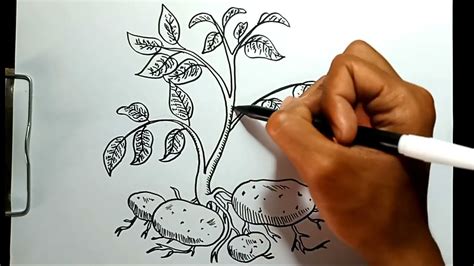 How to Draw Potato Plant in Easy Steps - YouTube