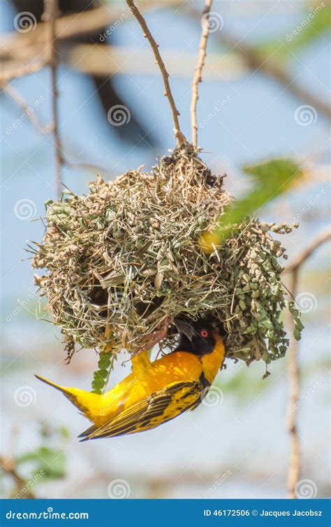 Weaver Bird Building a Nest Stock Photo - Image of placeidae, island: 46172506