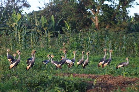 Community conservation agreements a lifeline for Uganda’s grey crowned ...