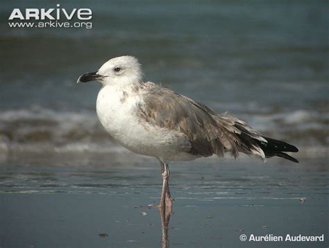 Caspian gull - Alchetron, The Free Social Encyclopedia