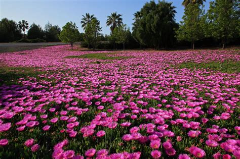 Carpobrotus edulis – PlantRight