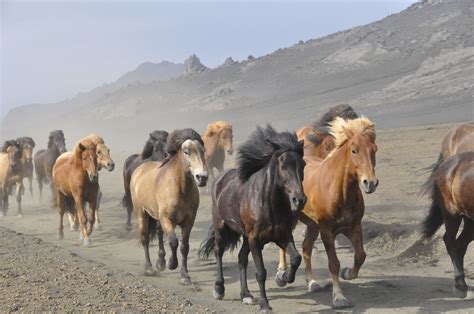 Herd Of Horses Free Stock Photo - Public Domain Pictures