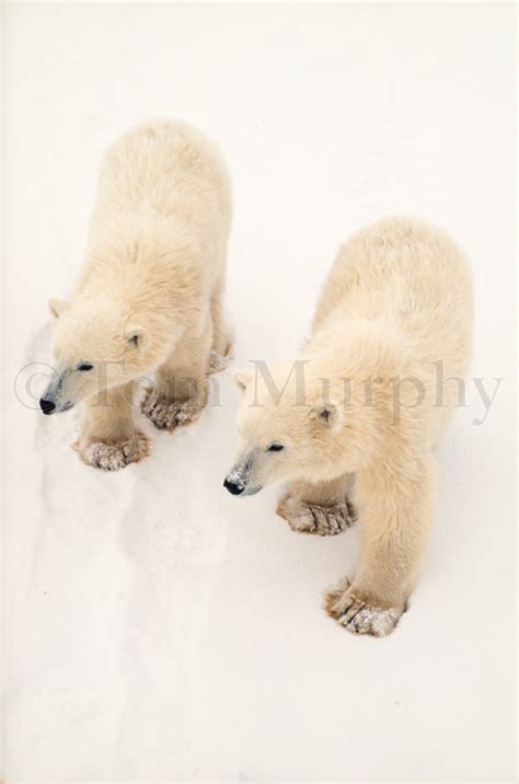 Polar Bear Cubs – Tom Murphy Photography