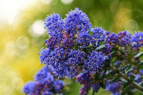 Close up of flowers on a California lilac shrub by Tom Meaker. Photo stock - StudioNow