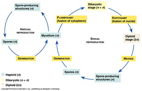 FUNGI | Mind Map