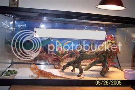 Bearded Dragon Tank Size Minimum