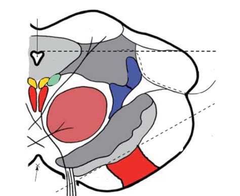 řez mesencephalem Diagram | Quizlet