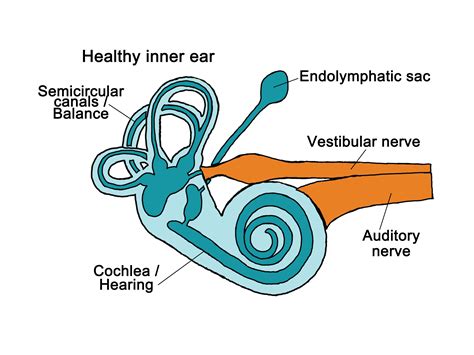 How Your Inner Ear Helps You Maintain Balance and Stability