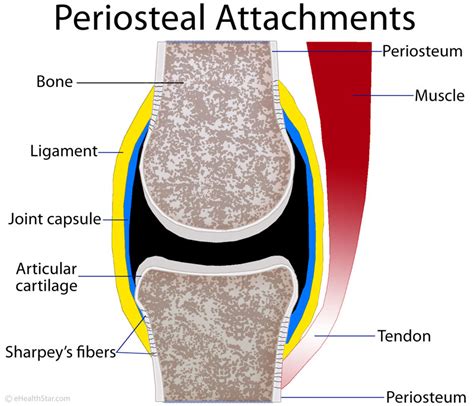 Periosteum Definition, Location, Anatomy, Histology and Function ...